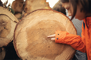 Girl pointing to center of tree cross section at rings