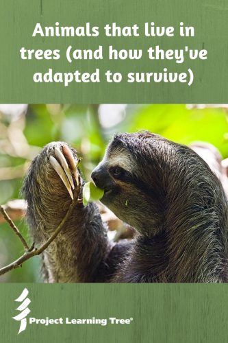 How Do Animals Adapt to Their Environment? Animal Adaptation Facts for Kids  