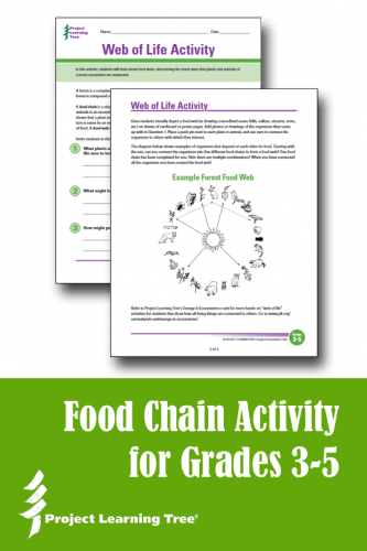 Food chain activity for grades 3-5