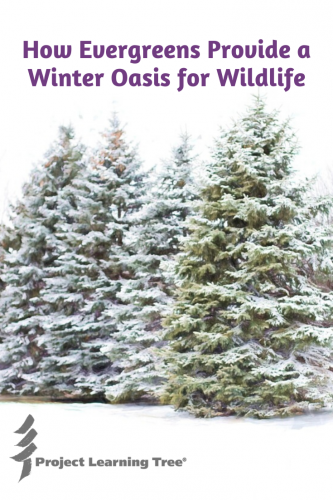 How Trees Survive Cold Winters - Project Learning Tree