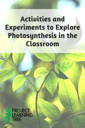 Activities and Experiments to Explore Photosynthesis in the Classroom