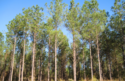 Southwest Mississippi forest