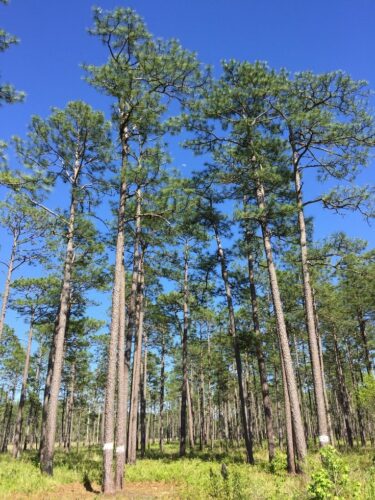 stand of trees in the forest