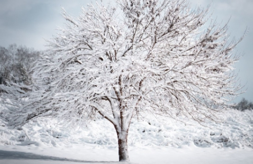 How Trees Survive Cold Winters - Project Learning Tree
