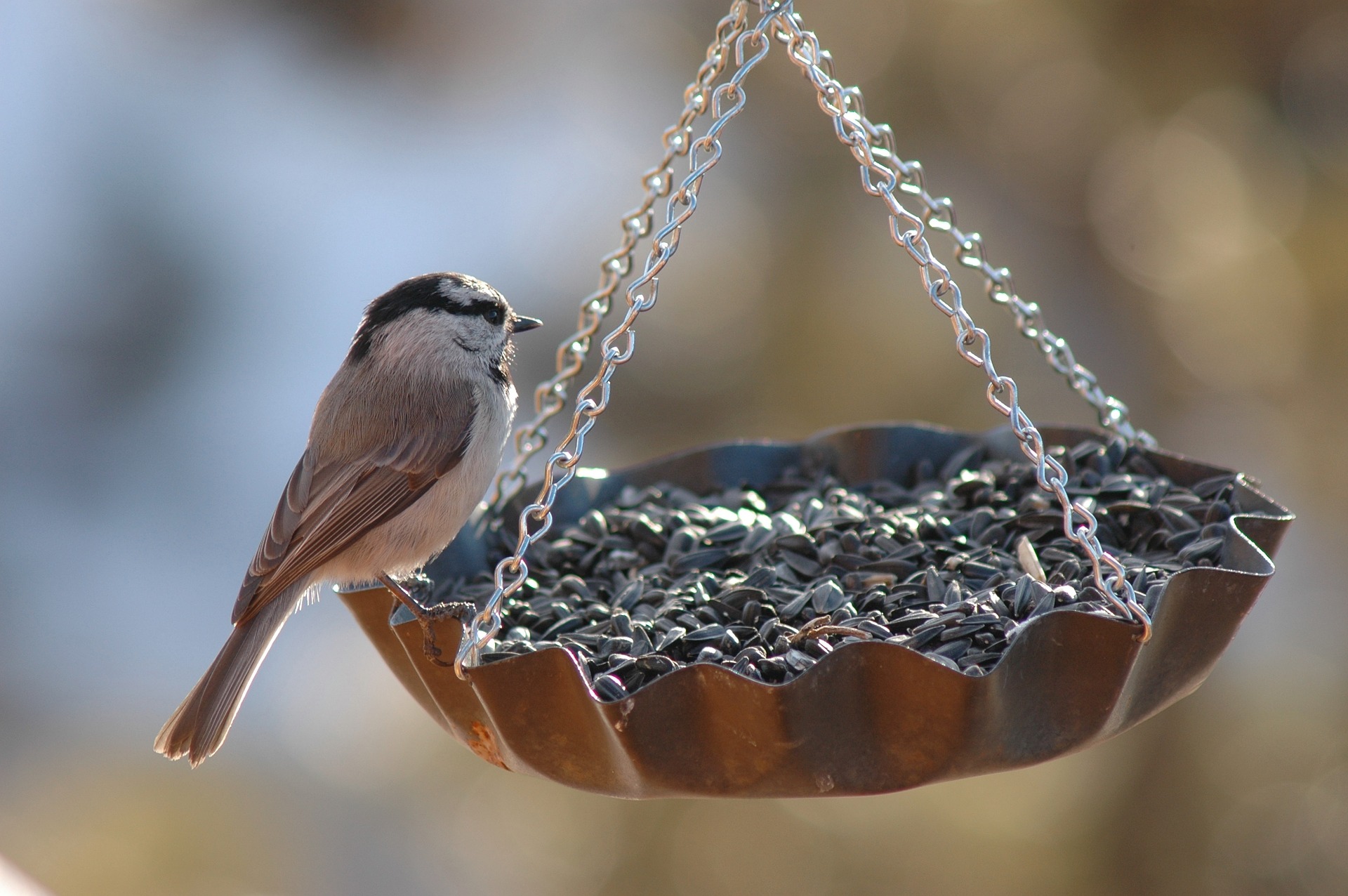 A Guide To Making a Bird Feeder