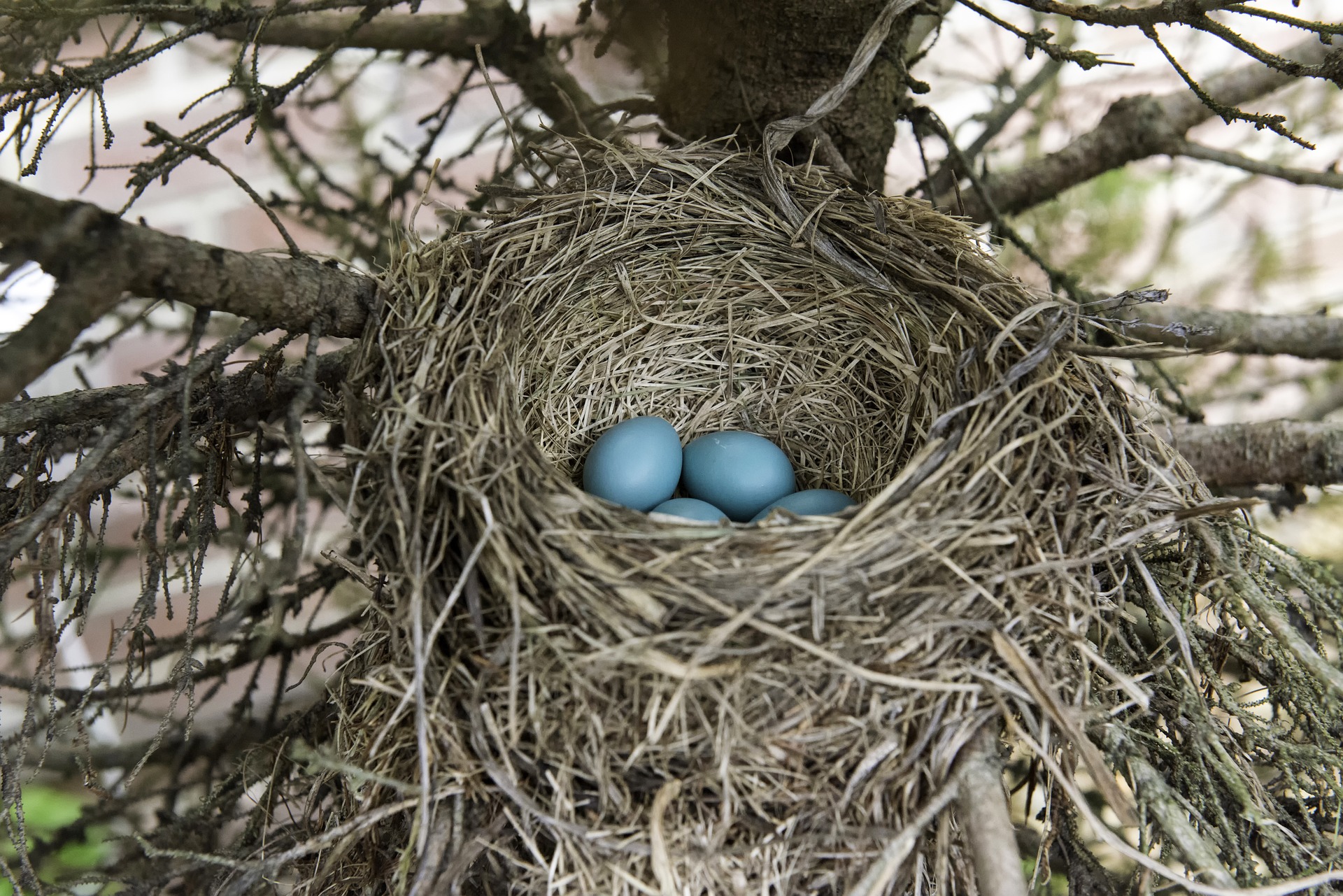Experiments hint at why bird nests are so sturdy