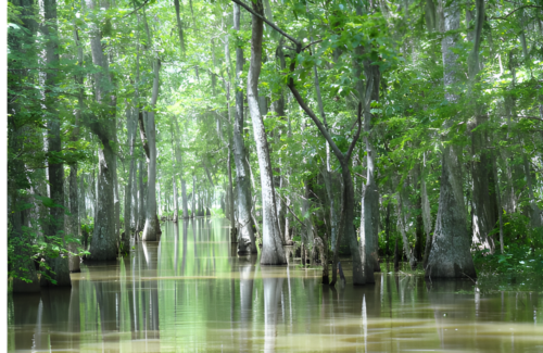 Swamp in Houma, Louisiana 