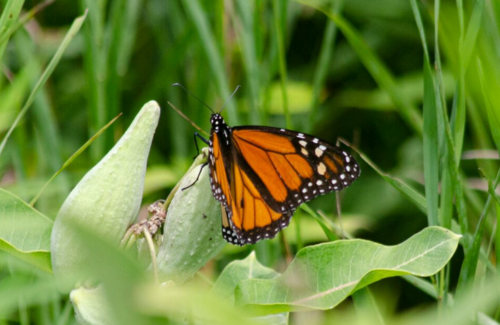 monarch butterfly resting on leaf