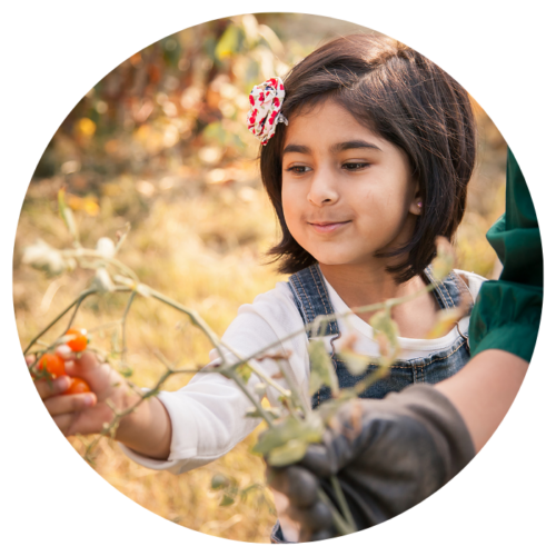 Young student touching a tomato plan