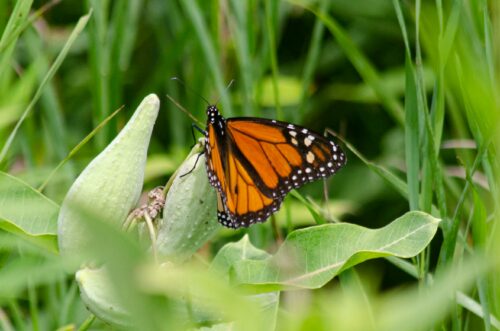 Monarch butterfly on a plant 