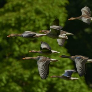 Geese flying