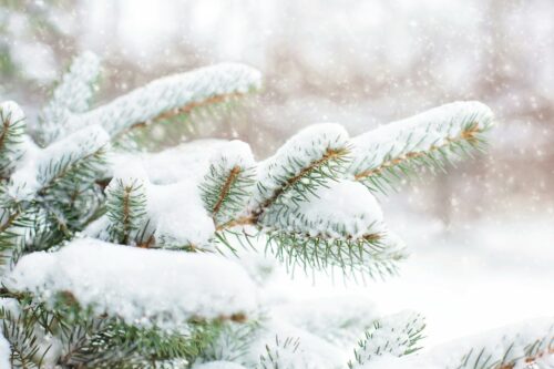 Snow on evergreen tree