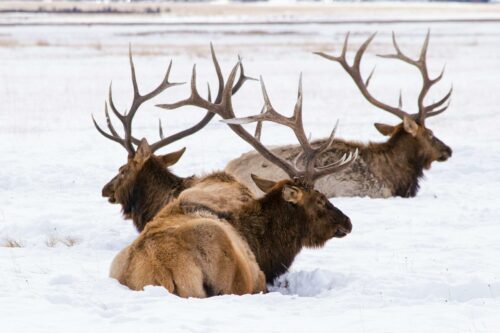 Group of elk laying in snow