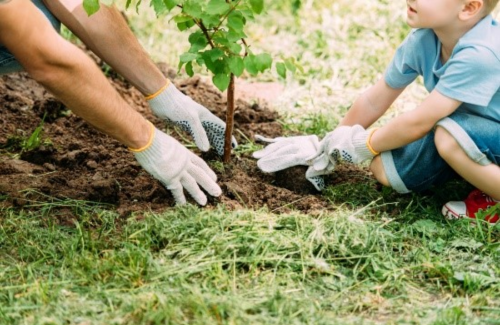 An adult and a child wearing gloves work together to plant a young tree in the soil, surrounded by grass.